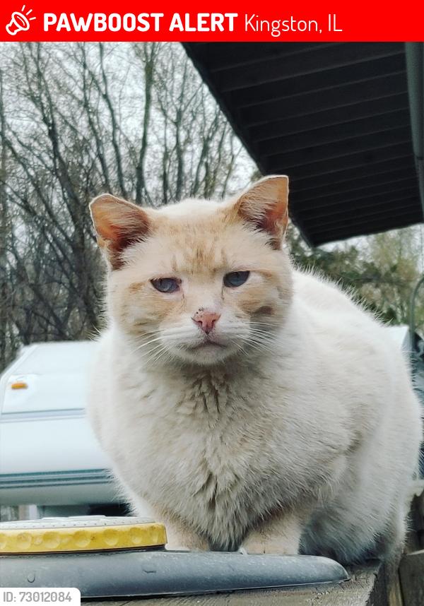 Lost Male Cat last seen Near west 4th st Kingston il 60145, Kingston, IL 60145