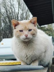Lost Male Cat last seen Near west 4th st Kingston il 60145, Kingston, IL 60145
