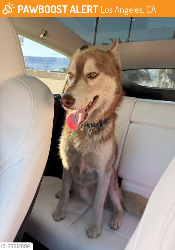 Found/Stray Male Dog last seen Near Remmet Ave, Canoga Park, CA 91303, Los Angeles, CA 91303