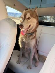 Found/Stray Male Dog last seen Near Remmet Ave, Canoga Park, CA 91303, Los Angeles, CA 91303