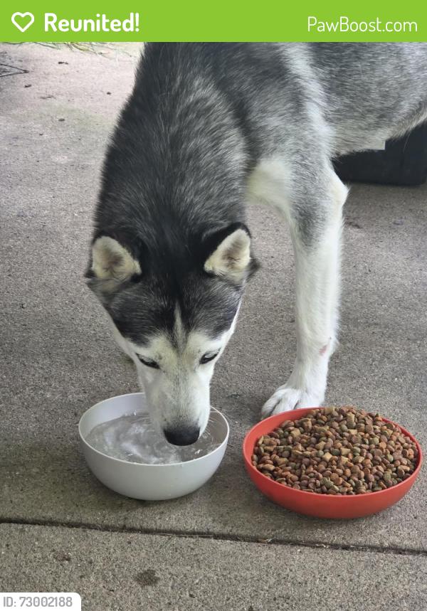 Reunited Female Dog last seen Trent and Northtowne, Columbus, OH 43229