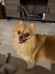 Reunited Male Dog last seen Eagle Glen Alvarado Neighborhood, Alvarado, TX 76009