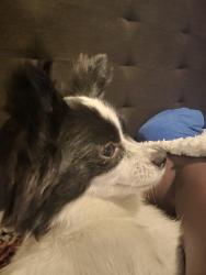 Reunited Female Dog last seen California lane, Arlington, TX 76015