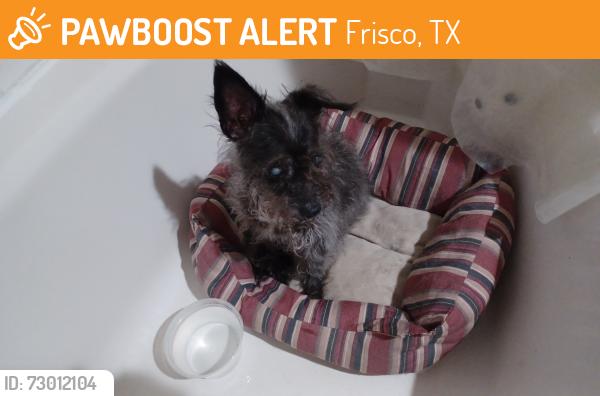 Found/Stray Female Dog last seen Town & Country and Legacy, Frisco, TX 75034