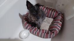 Found/Stray Female Dog last seen Town & Country and Legacy, Frisco, TX 75034