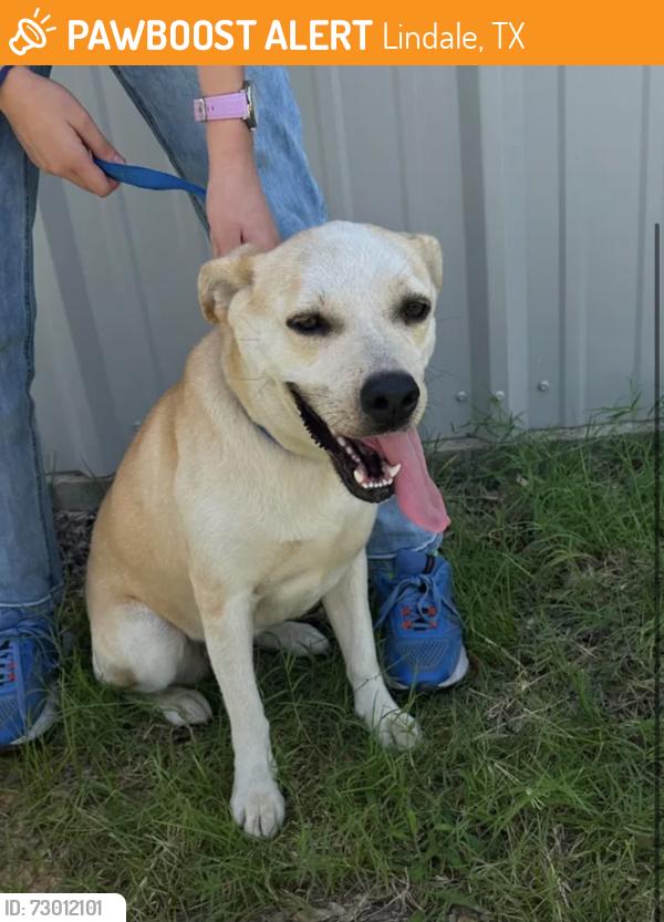 Found/Stray Female Dog last seen Alvey’s Paint & Body Shop Lindale, TX, Lindale, TX 75771