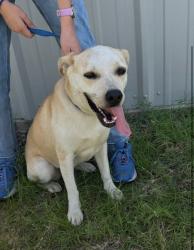 Found/Stray Female Dog last seen Alvey’s Paint & Body Shop Lindale, TX, Lindale, TX 75771