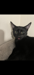 Lost Female Cat last seen Alameda marina on clement, West Lafayette, IN 47906