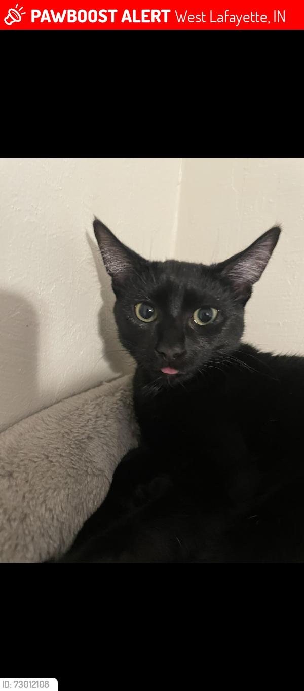 Lost Female Cat last seen Alameda marina on clement, West Lafayette, IN 47906