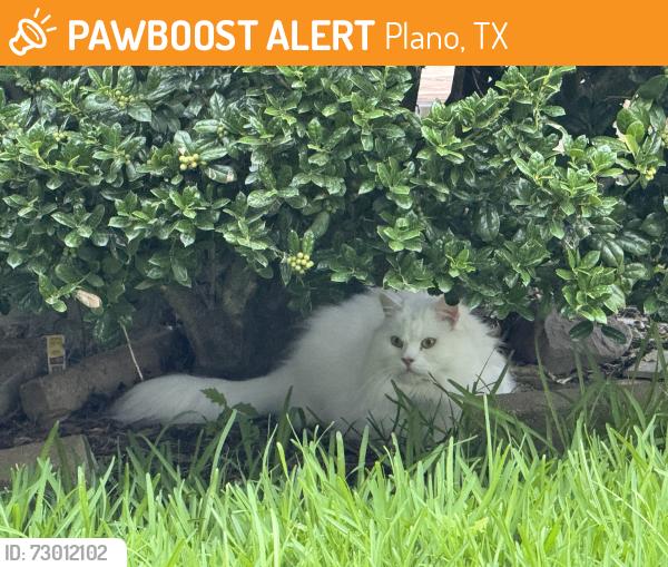 Found/Stray Unknown Cat last seen Barber oak dr and scenic Drive, Plano, TX 75025