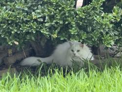 Found/Stray Unknown Cat last seen Barber oak dr and scenic Drive, Plano, TX 75025