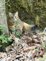 Reunited Unknown Cat last seen Talus, Issaquah, WA 98027