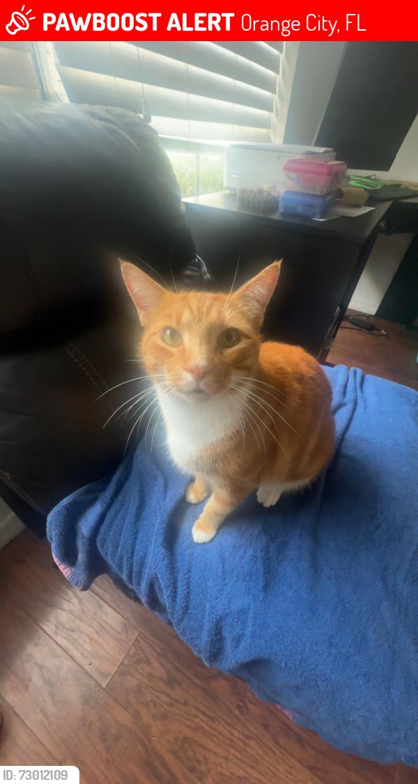 Lost Male Cat last seen Orange city, Orange City, FL 32763