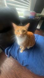 Lost Male Cat last seen Orange city, Orange City, FL 32763