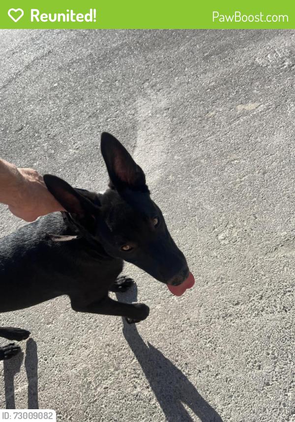 Reunited Male Dog last seen Antelope and craig, Menifee, CA 92584
