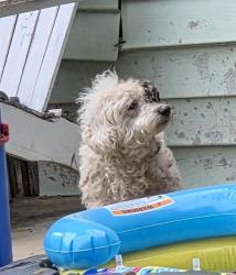 Shelter Stray Female Dog last seen Near BLOCK NOLAN ST, 4710 TX-151, San Antonio, TX 78227, USA