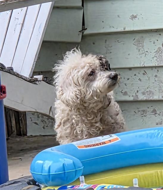 Shelter Stray Female Dog last seen Near BLOCK NOLAN ST, 4710 TX-151, San Antonio, TX 78227, USA