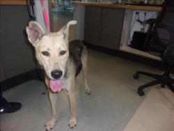 Shelter Stray Female Dog last seen , 14409 Vanowen St, Van Nuys, CA 91405, USA