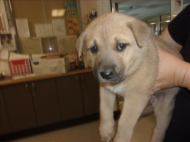 Shelter Stray Female Dog last seen , 14409 Vanowen St, Van Nuys, CA 91405, USA