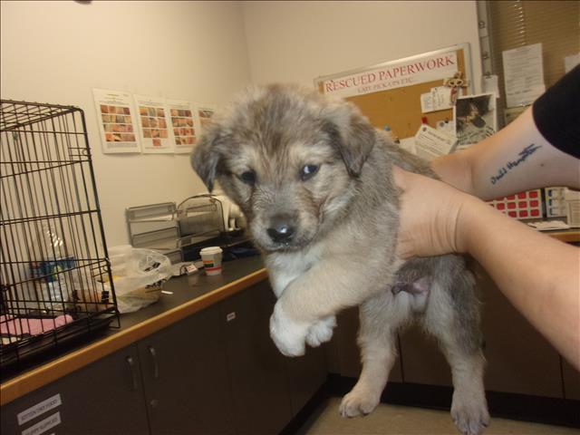 Shelter Stray Male Dog last seen , 14409 Vanowen St, Van Nuys, CA 91405, USA
