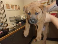 Shelter Stray Male Dog last seen , 14409 Vanowen St, Van Nuys, CA 91405, USA