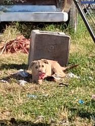 Lost Male Dog last seen Ast Brundage Ln....Terrace Way, Bakersfield, CA 93304