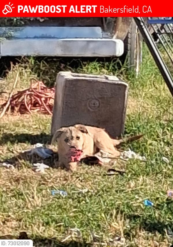 Lost Male Dog last seen Ast Brundage Ln....Terrace Way, Bakersfield, CA 93304