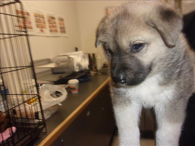 Shelter Stray Male Dog last seen , 14409 Vanowen St, Van Nuys, CA 91405, USA