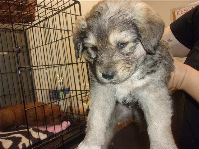 Shelter Stray Male Dog last seen , 14409 Vanowen St, Van Nuys, CA 91405, USA