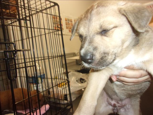 Shelter Stray Female Dog last seen , 14409 Vanowen St, Van Nuys, CA 91405, USA