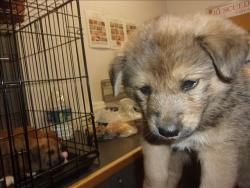 Shelter Stray Female Dog last seen , 14409 Vanowen St, Van Nuys, CA 91405, USA