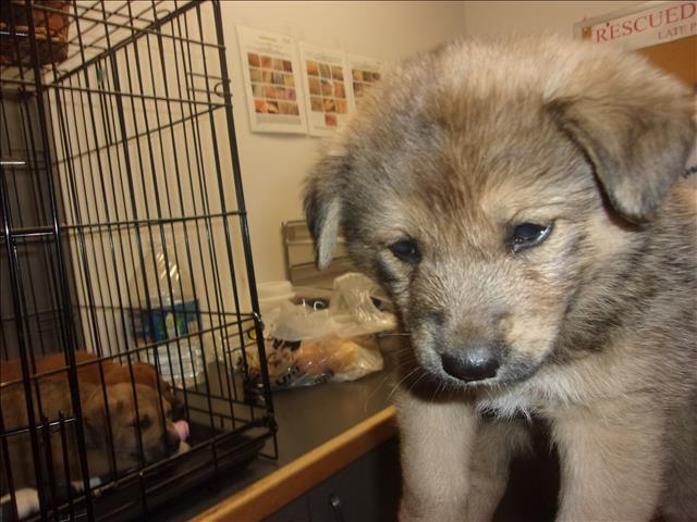 Shelter Stray Female Dog last seen , 14409 Vanowen St, Van Nuys, CA 91405, USA