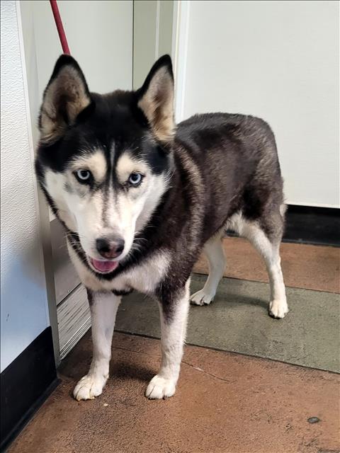 Shelter Stray Female Dog last seen , 14409 Vanowen St, Van Nuys, CA 91405, USA