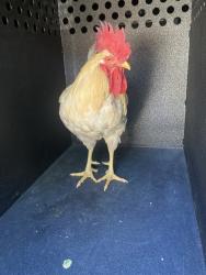 Shelter Stray Male Bird last seen Near BLK CHESTNUT AVE. LONG BEACH CA 90802, 7700 E Spring St, Long Beach, CA 90815, USA