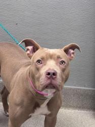 Shelter Stray Female Dog last seen Near BLOCK E TWAIN AVE, LAS VEGAS NV 89122, 655 N Mojave Rd, Las Vegas, NV 89101, USA