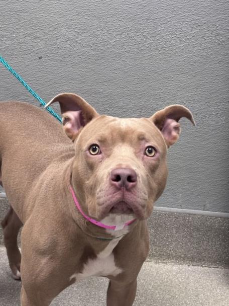 Shelter Stray Female Dog last seen Near BLOCK E TWAIN AVE, LAS VEGAS NV 89122, 655 N Mojave Rd, Las Vegas, NV 89101, USA
