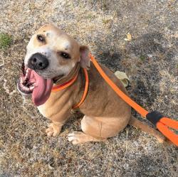 Shelter Stray Male Dog last seen Near BLOCK 28TH AVE S, FEDERAL WAY WA 98003, 21615 64th Ave S, Kent, WA 98032, USA