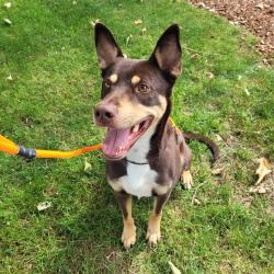 Shelter Stray Male Dog last seen Near BLOCK 161ST AVE SE, RENTON WA 98058, 21615 64th Ave S, Kent, WA 98032, USA