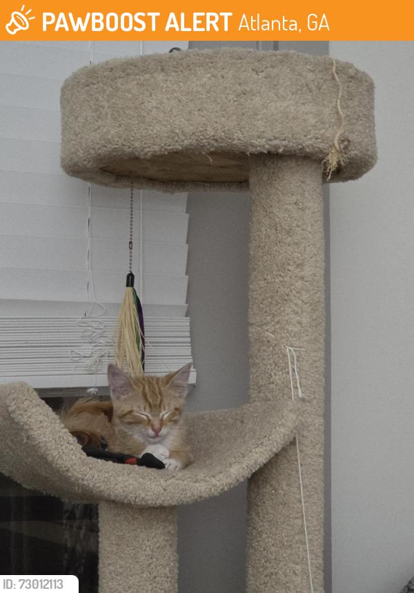 Found/Stray Male Cat last seen Near Peachtree blvd, by the underbridge at x-section of Peachtree blvd and Clairmont road, Atlanta, GA 30341