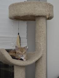 Found/Stray Male Cat last seen Near Peachtree blvd, by the underbridge at x-section of Peachtree blvd and Clairmont road, Atlanta, GA 30341