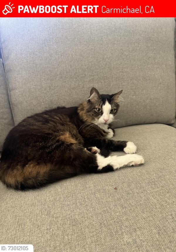 Lost Male Cat last seen Garfield and Winding Way, Carmichael, CA 95608