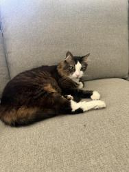 Lost Male Cat last seen Garfield and Winding Way, Carmichael, CA 95608