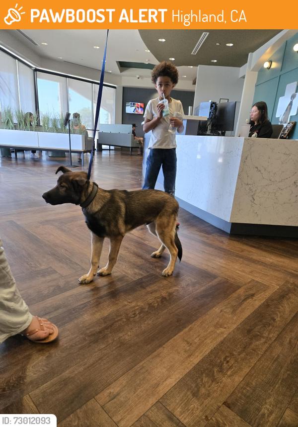 Found/Stray Male Dog last seen 6th street and Del Rosa, Highland, CA 92410