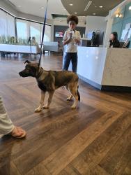 Found/Stray Male Dog last seen 6th street and Del Rosa, Highland, CA 92410