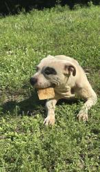 Found/Stray Male Dog last seen Tumbling shoals rd , Millers Creek, NC 28651