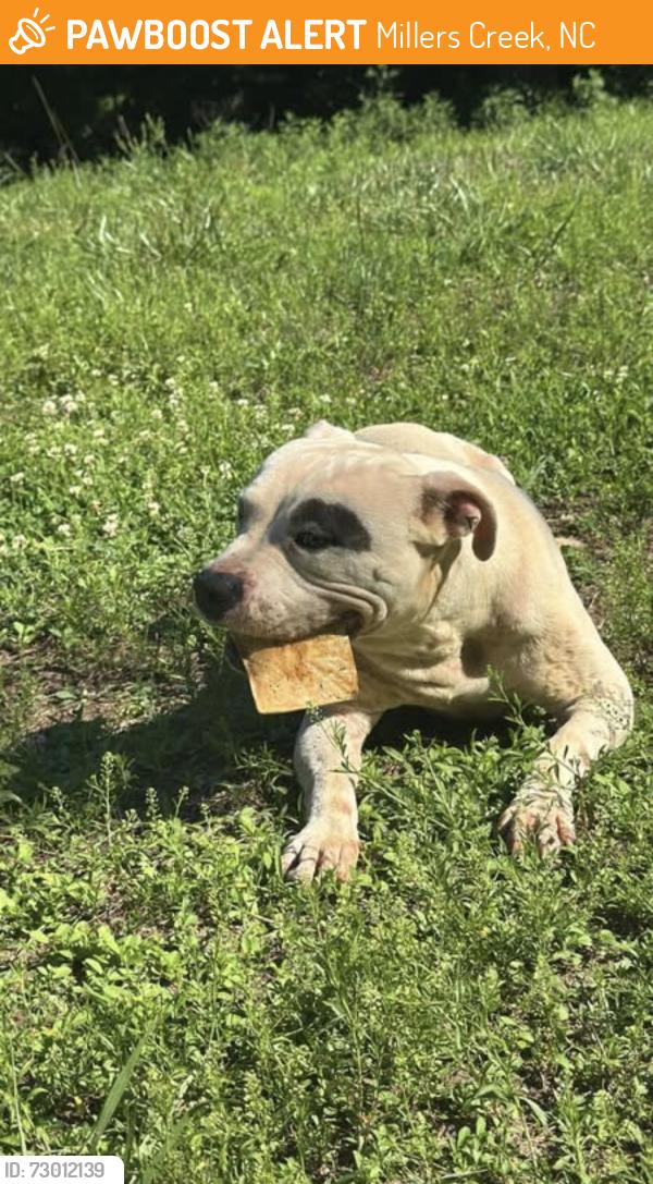 Found/Stray Male Dog last seen Tumbling shoals rd , Millers Creek, NC 28651