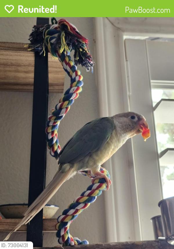 Reunited Female Bird last seen Cypress, Tx , Cypress, TX 77433