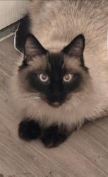 Lost Male Cat last seen Ina/Mona Lisa, Tucson, AZ 85741
