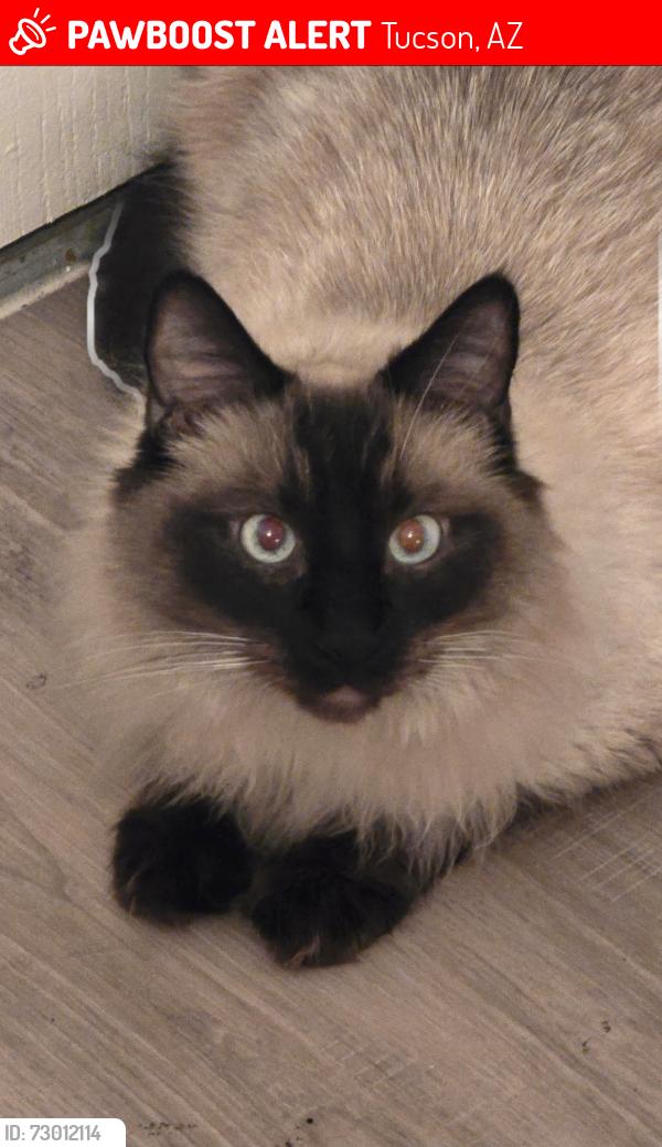 Lost Male Cat last seen Ina/Mona Lisa, Tucson, AZ 85741