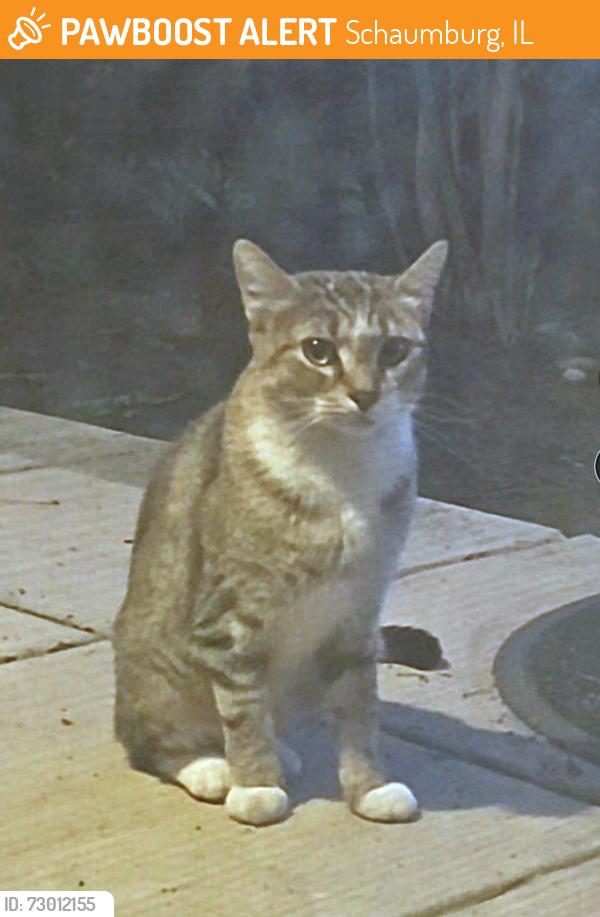 Found/Stray Unknown Cat last seen Algonquin Rd, Schaumburg, IL 60173